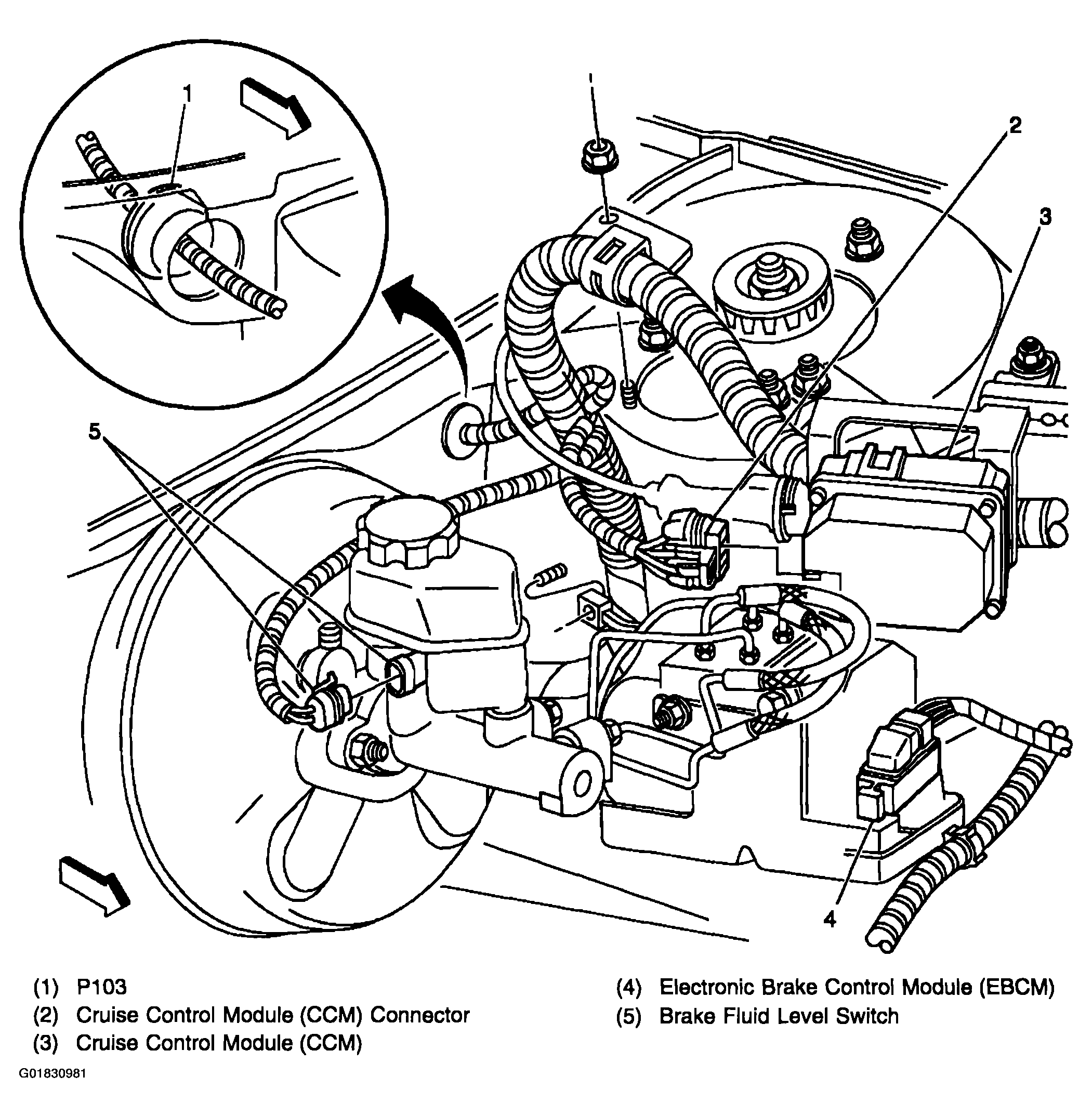 G01830981